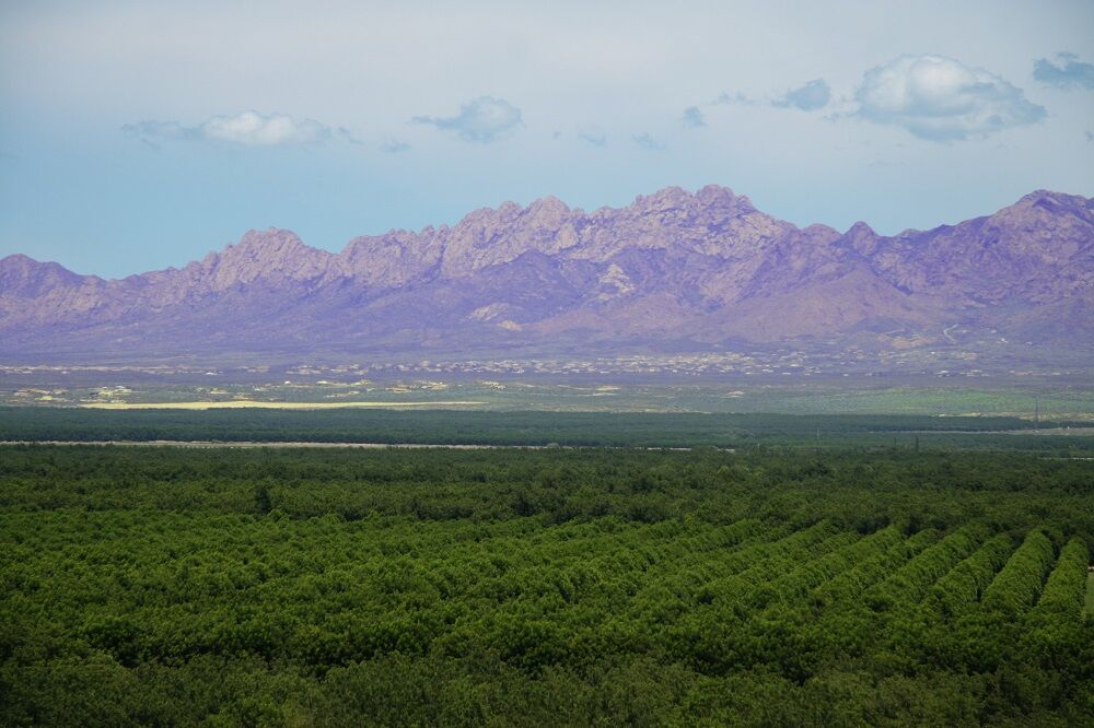 Stahmanns Publishes Blog Series About Life on an EstateGrown Pecan Farm Stahmanns Pecans
